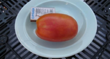 Popis rajských dívčích srdcí, charakteristika a pěstování odrůdy